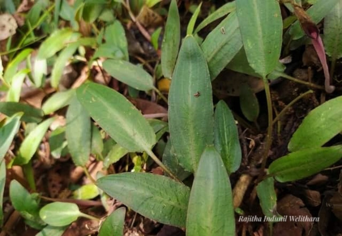 Cryptocoryne beckettii Thuill. ex Trim.